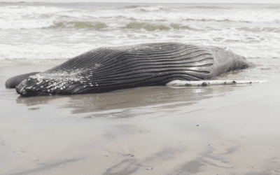 Marine commission: Whale deaths not linked to wind prep work