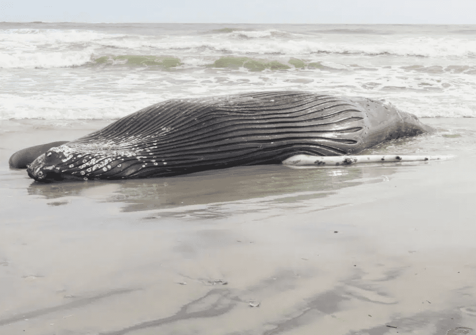 Marine commission Whale deaths not linked to wind prep work Greater