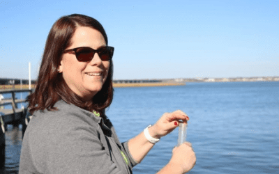 Raised from seed, oysters released into the back bay in Ocean City